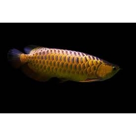 aruana crossback golden 40cm (c/ certificado)