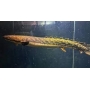 Polypterus teugelsi 30Cm