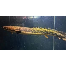 Polypterus teugelsi 30Cm