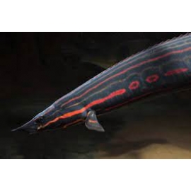 moreia fire eel 50cm