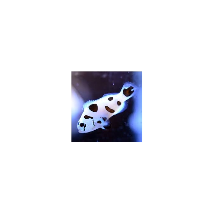 palhaco ocellaris black storm