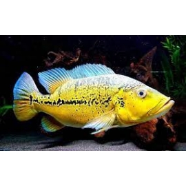 tucunare do xingu 10-14cm