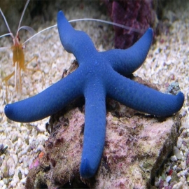 Estrela Blue pq