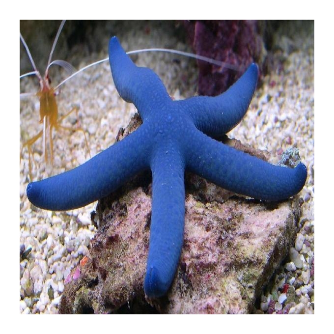 Estrela Blue pq