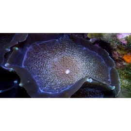 CORAL MUSH CUP GIANT POLYP