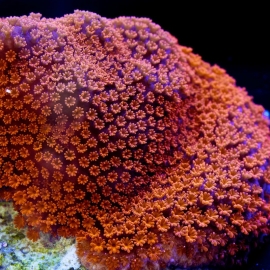 Coral Montipora Superman Gr