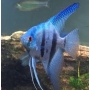 acara bandeira azul veu pq