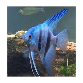 acara bandeira azul veu pq