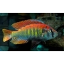cicl haplochromis ruti island