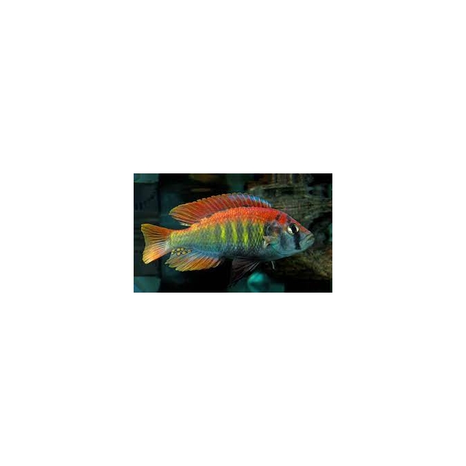cicl haplochromis ruti island