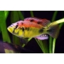cicl haplochromis yellow belly