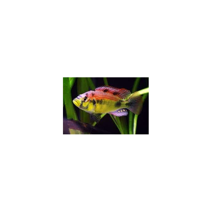 cicl haplochromis yellow belly