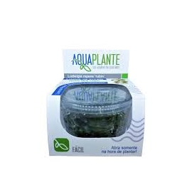 planta n anubias barteri var nana petite ap