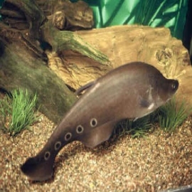 Faca Palhaço Comun md