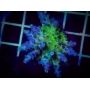 coral acropora cali tort pq