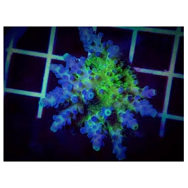 coral acropora cali tort pq