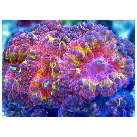 coral blastomussa wellsi rainbow md
