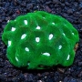 coral goniastrea green metalic pq