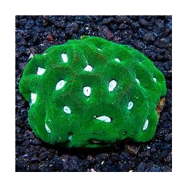 coral goniastrea green metalic pq