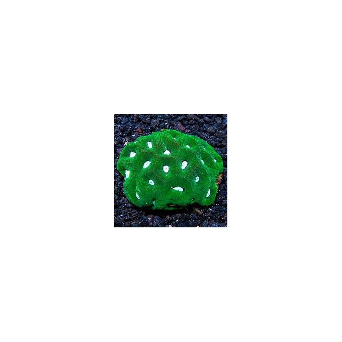 coral goniastrea green metalic pq