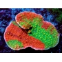 coral montipora capricornio graffted pq