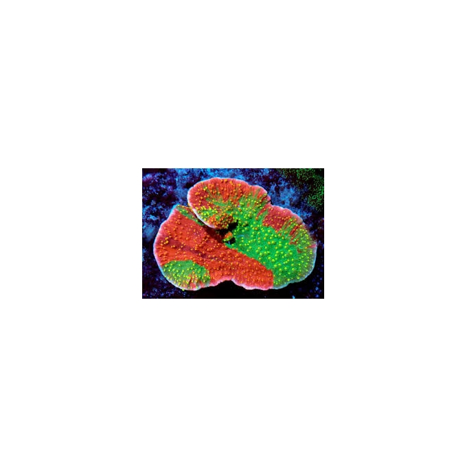 coral montipora capricornio graffted pq