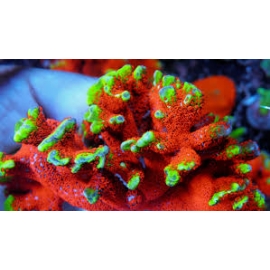 coral montipora digitata neon md