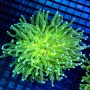 coral plate long tentacle green md