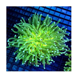 coral plate long tentacle green md