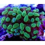 CORAL FRAMMER GREEN COLONIA