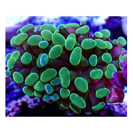 CORAL FRAMMER GREEN COLONIA