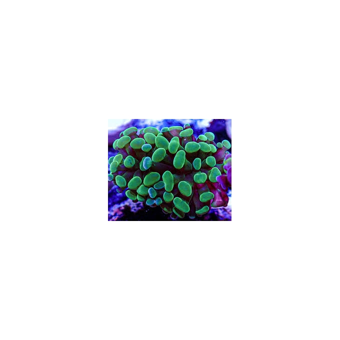 CORAL FRAMMER GREEN COLONIA