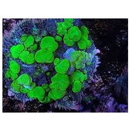 CORAL MUSHROOM BOUNCE YELLOW BUBBLE POLYP