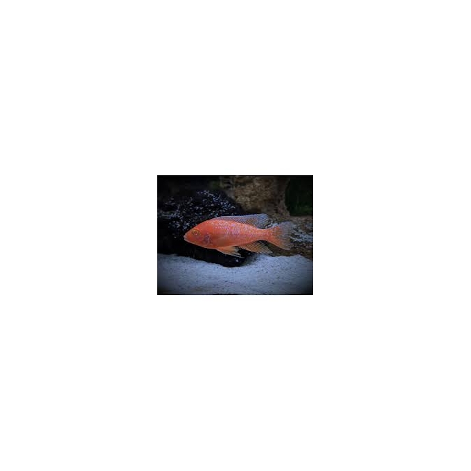 CICL AULONOCARA STRAWBERRY ALBINO