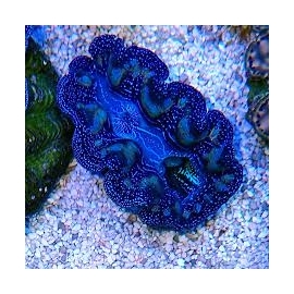 tridcna maxima 4-5cm