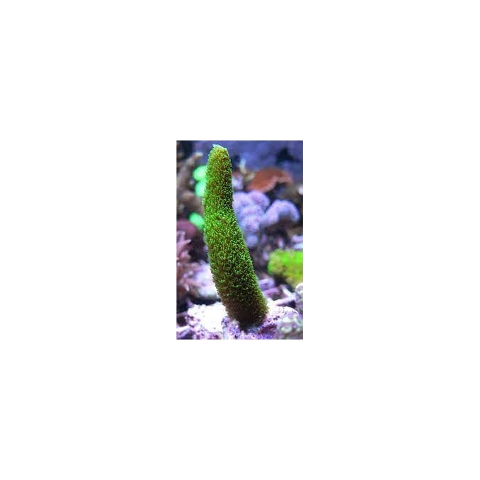 CORAL ACROPORA ABROLHOENSIS GREEN COLONIA