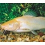 jundia albino 10-12cm