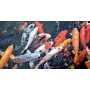 carpa aquario comun veu md