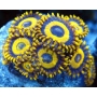 coral zoanthus LOS ANGELES LAKERS PQ