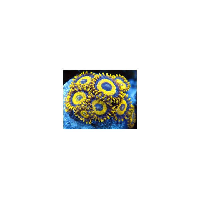 coral zoanthus LOS ANGELES LAKERS PQ