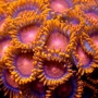 coral zoanthus alpha omega pq
