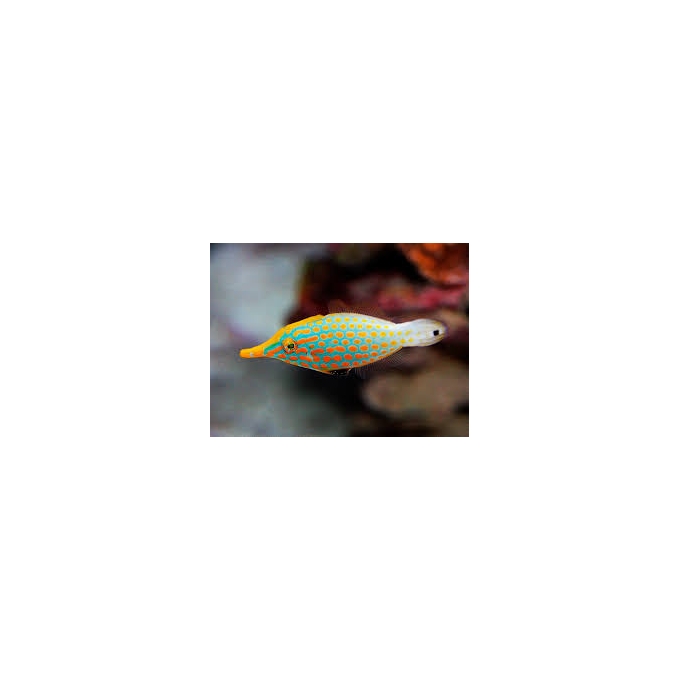 filefish orange spot