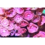 CORAL PALYTHOA PINK SAKURA COLONIA