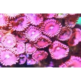 CORAL PALYTHOA PINK SAKURA COLONIA