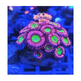 coral palythoa pink hippo pq