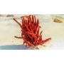 esponja red (invertebrado)