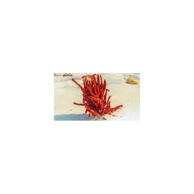 esponja red (invertebrado)