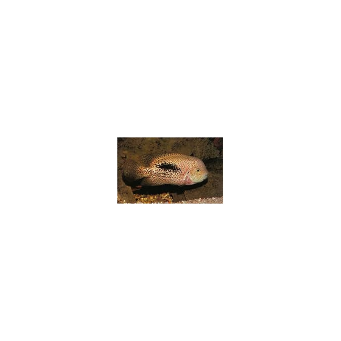 cichlasoma vieja hartweg 10-12cm