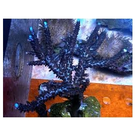 coral acropora stuber gr