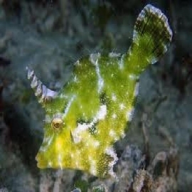 Filefish Aiptasia pq